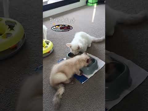 Good morning my cute people 💕🤍 #cat #pets #funnycats #funny #pet #funnycat #animal #kitten #cats