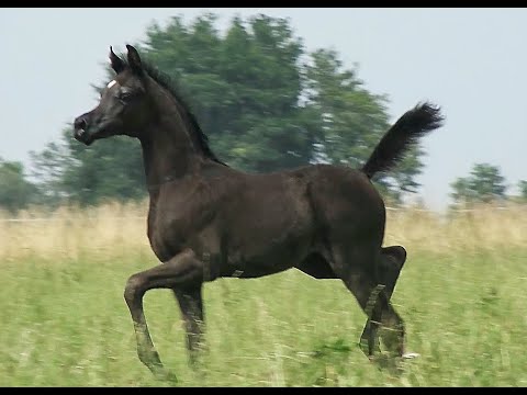 MAR-NURAY (Tchaata Iniziato x Mar Nina / Ghazzan)