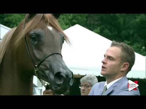 Bruges International  Class 101B