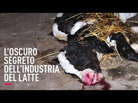 , title : 'Scioccante indagine sulla crudeltà dell'industria del latte'