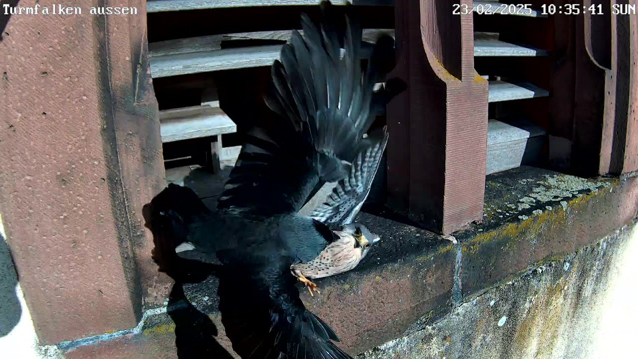 Revierstreitigkeiten zwischen Turmfalken und Dohlen | 23.02.2025