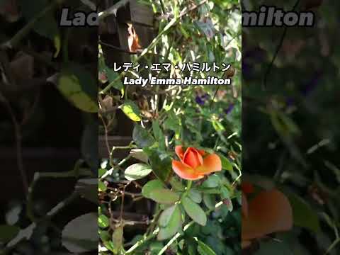 低木バラ 'ポスティリオン' 植物