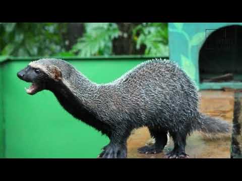 Interesting facts about greater grison by weird square