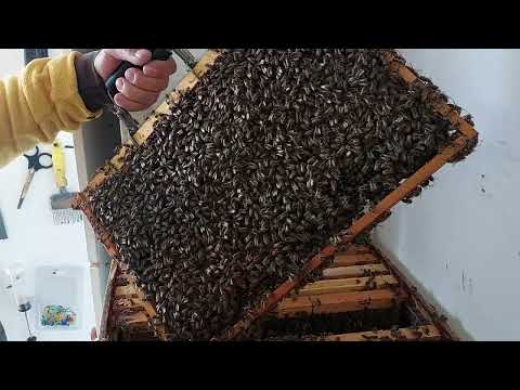 1109. Pun foita la cladit