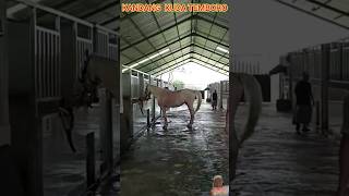 Download lagu KANDANG KUDA TEMBORO #shorts #shortvideo #video #pendek #kandang #kuda #temboro #jokotingkir mp3 Download lagu KANDANG KUDA TEMBORO #shorts #shortvideo #video #pendek #kandang #kuda #temboro #jokotingkir mp3