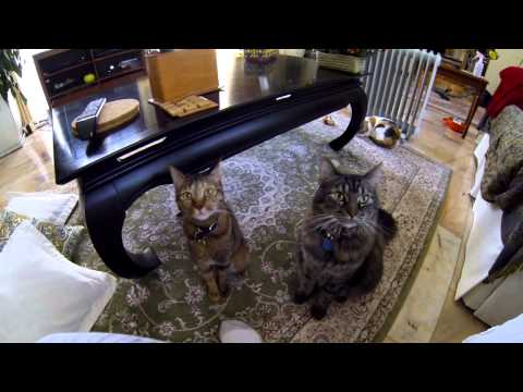 The Cats of Gardenia... remake