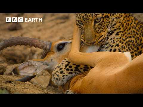 Hyena Tries to Steal Leopard's Kill in Incredible Battle | 4K UHD | BBC Earth
