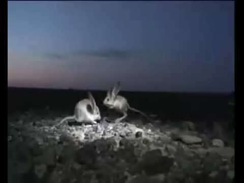 the long-eared jerboa