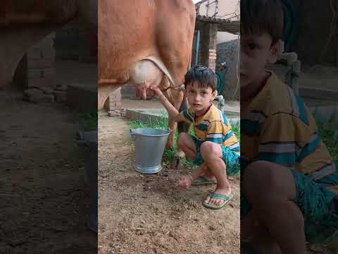 choti choti gaiya 66fyrt #love #song #funny