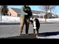 Bernese Mountain Dog - WCC Doin My Thing