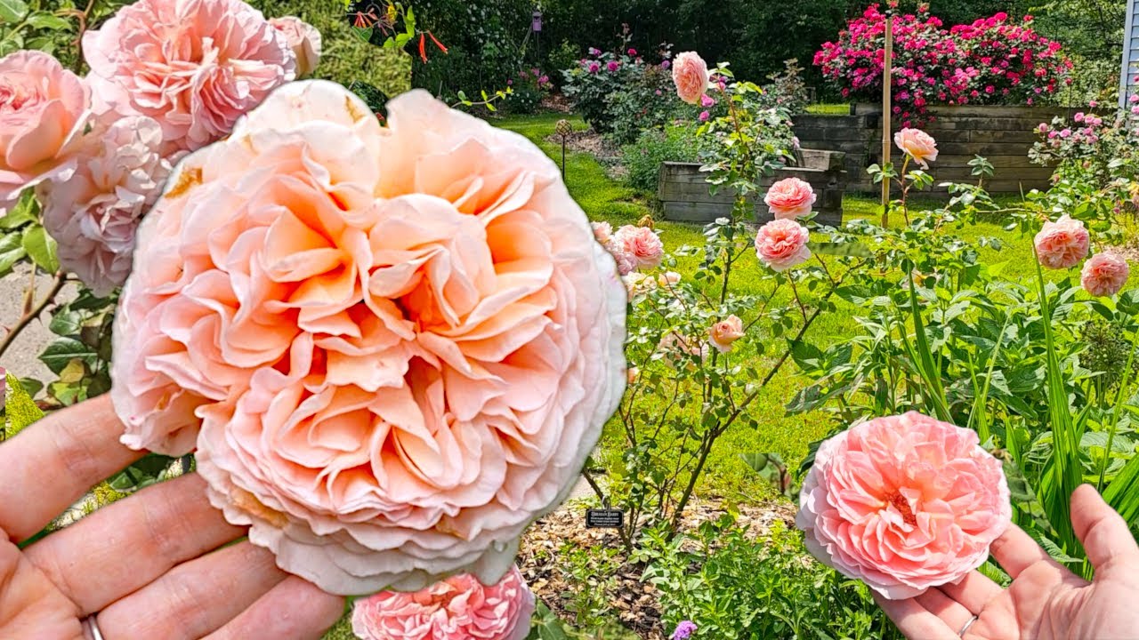 Why Abraham Darby Rose Drives Gardeners CRAZY