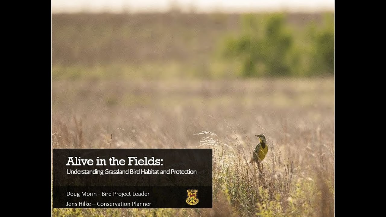 Alive in the Fields  Understanding Grassland Bird Habitat and Protection