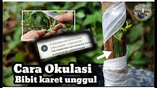 Download lagu How to graft superior natural rubber seeds is like this @usaha.abad 21 mp3