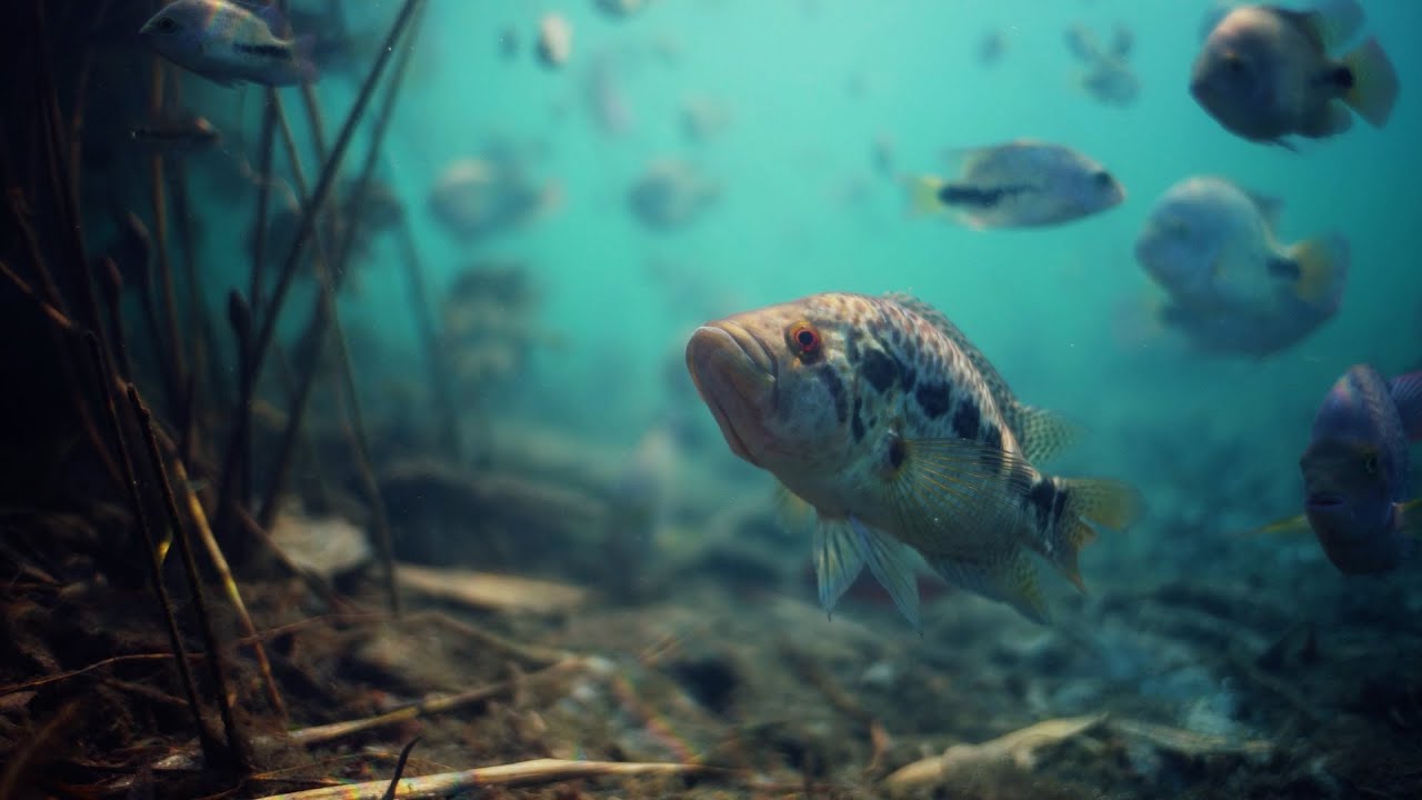 HÉVÍZ: DZSUNGEL A VÍZ ALATT | Természetfilm előzetes