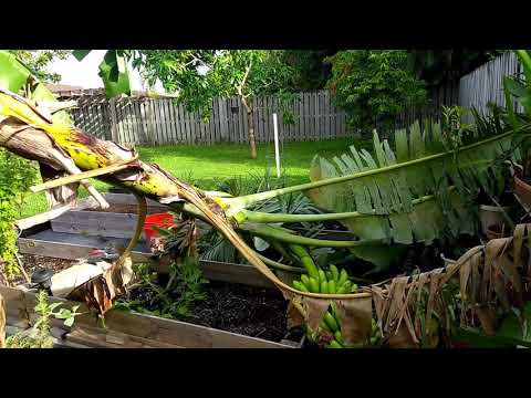 My banana 🌲 broke in half 🤔