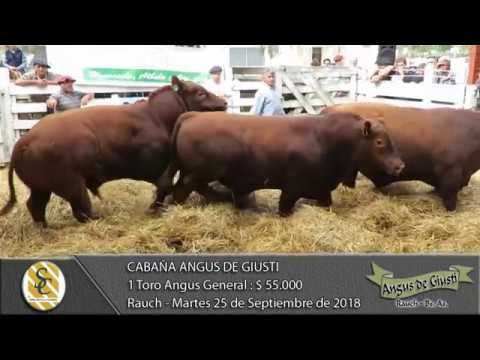 25-09-18 Venta de Toros Angus Generales - Cabaña Angus de Giusti - Rauch