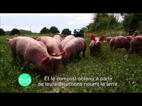 , title : 'A la découverte d'un élevage de porcs biologiques'