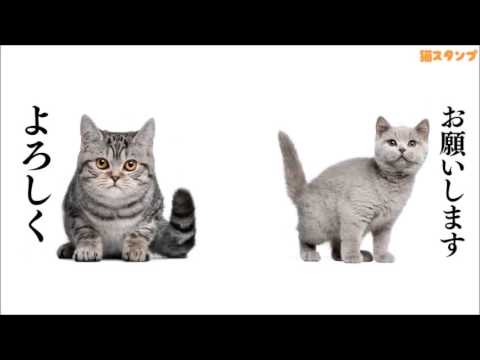 Cat Stickers Video