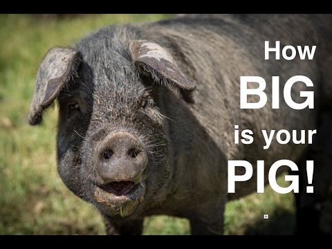 ABC acres: How Much Hog? A Simple Way to Estimate - episode #069