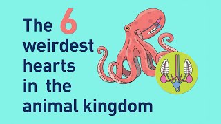 My Biological Romance: The most unusual hearts in the animal kingdom