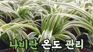 나비란 키우기는 온도관리가 중요합니다! 