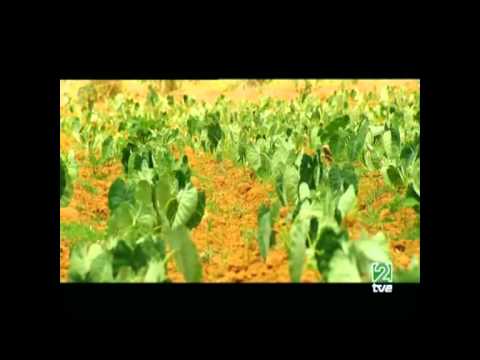 mecaniqueros 5/6.mpg