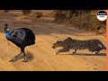 Giant Cassowary Face To Face With Leopard