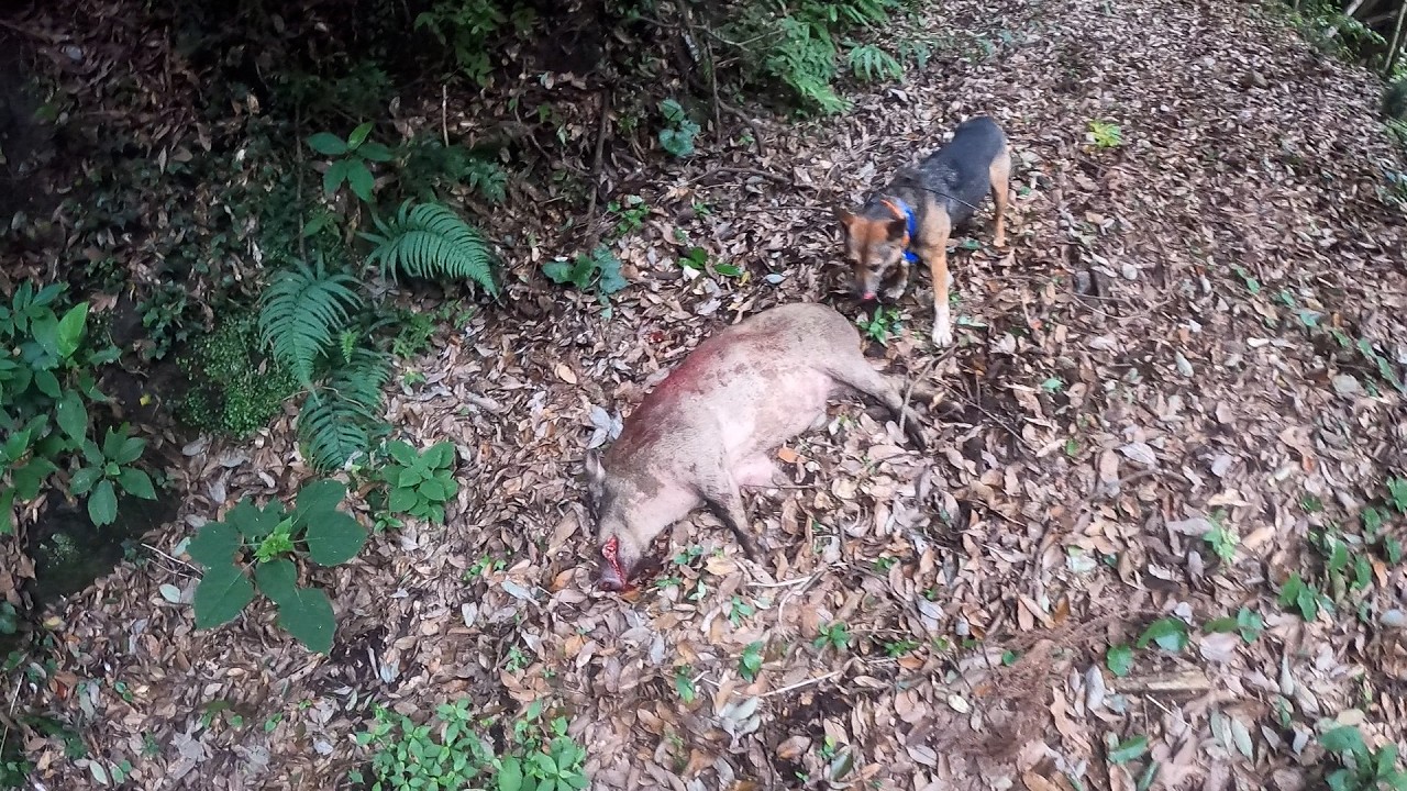 カイ君危機一髪の神回避