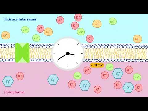 Das Ruhe- und Aktionspotential