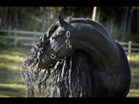 Conheça o cavalo Frísio Uma Das Raças mais Bonitas do mundo