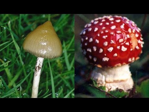 Bezaubernde Pilze und magische Schwämme