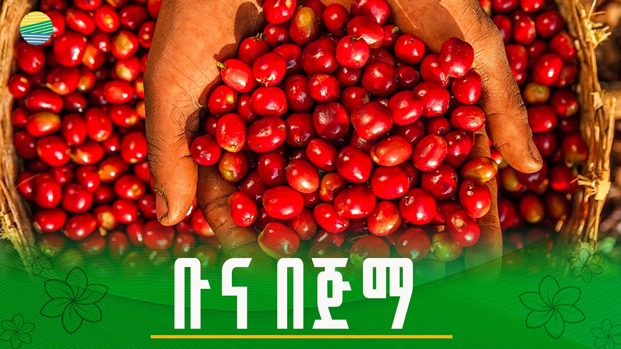 “ቡና ማምረት ኑሮን ያሻሽላል?”