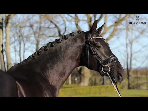 Franzé by Franklin / Sezuan - stallion born 2018 (GER)