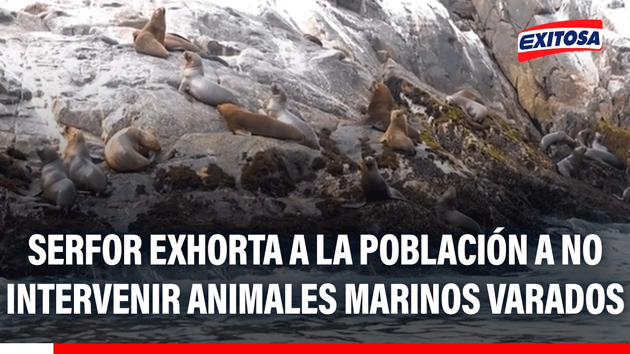 🔴🔵 Especialista del Serfor exhorta a la población a no intervenir animales marinos varados