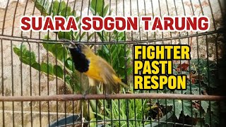 Download lagu SUARA SOGON TARUNG PENDONGKRAK FIGHTER LANGSUNG GACOR‼️#sogon #sogongacor #sogongacordor  mp3