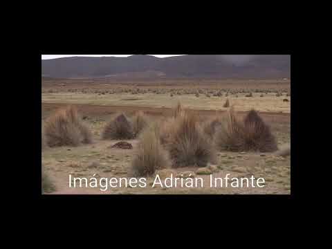 Accidente de Matthew Campbell Rally Dakar 2015