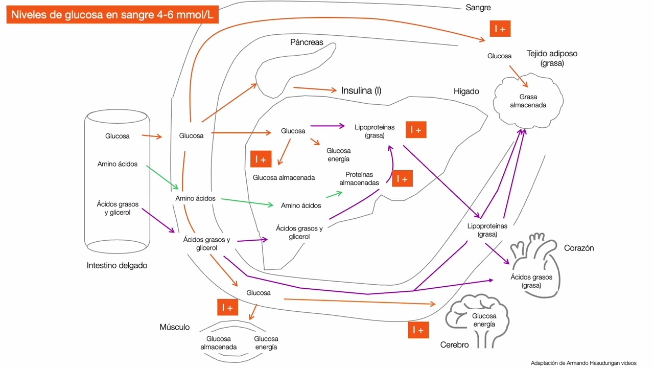Nutrientes más allá de la absorción - Metabolismo de macronutrientes
