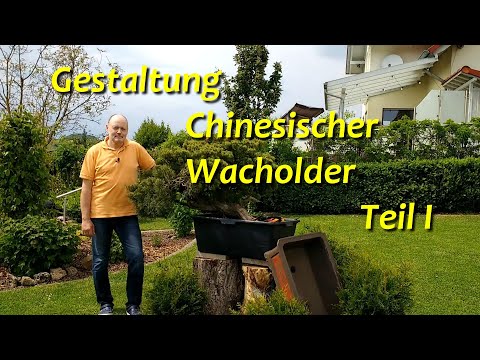 Bonsai-Gestaltung Chinesischer Wacholder - Teil I