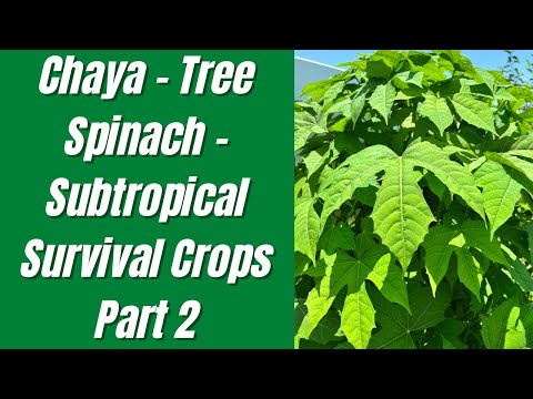 , title : 'Chaya - Tree Spinach - Subtropical Survival Crops Part 2'
