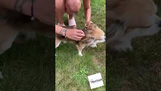 Postroj pro psa 15mm červená