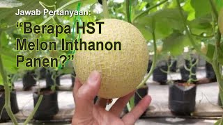 Download lagu Jawab Pertanyaan: 'Berapa Hst Melon Inthanon Panen?' mp3