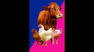 Download the video "The Conversion Feeds Story – Expert Advise And Responsible Solutions.         QUALITY ANIMAL FEEDS"