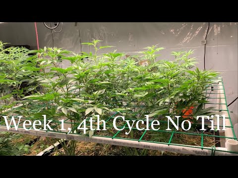 Medical Cannabis Garden Update: 1 week into flower OCK, Plum Cookies, Bahama Mama, Afghan Landrace