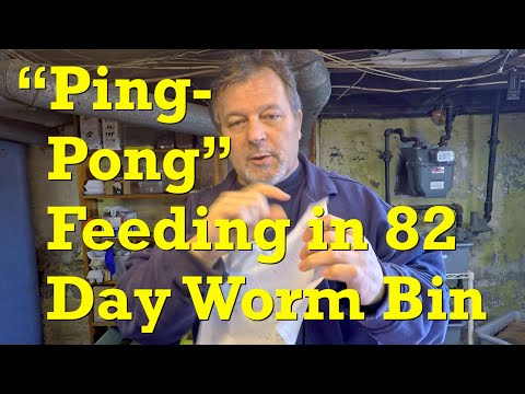 "Ping-pong" style feeding of 82-day mixed red worm bin continues - vermicompost