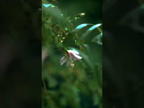 Monty ne ki mam ki Help😱|| Jashvi Vishvi || #shorts #youtubeshorts #viralvideo #trending