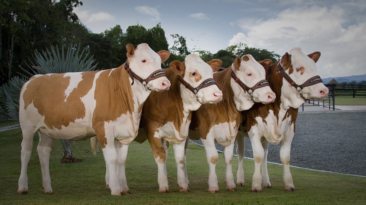 Simmental & Simbrah Cap 17