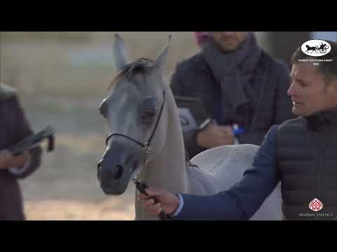 N 158 NADER AL GHANAYIM   Kuwait Egyptian Event 2022   Yearling Colts Class 4A