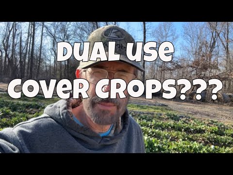 Dual Use Cover Crops: Discover the Power of Turnips 🌱🌿