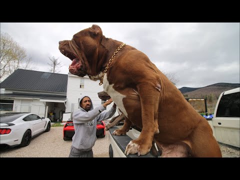 , title : 'عملاق سلالة البيتبول ، اضخم واخطر كلب بيتبول في العالم !'