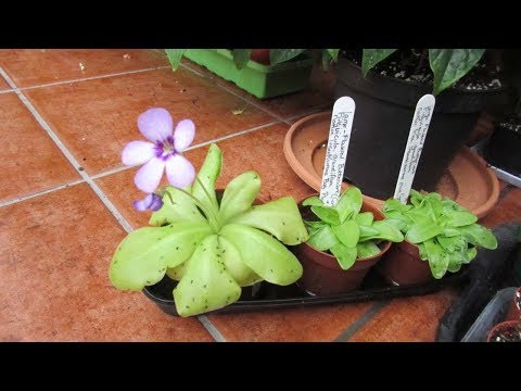 バターワート、ピンギキュラ 植物